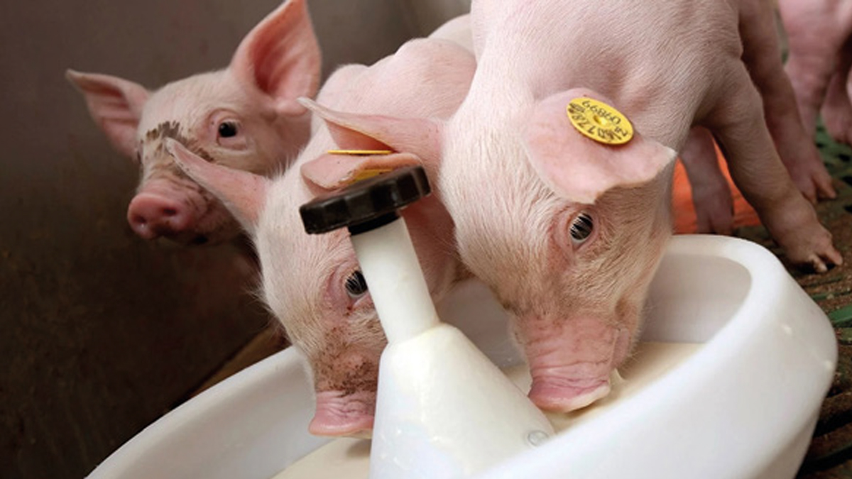 Adaptación de la formulación del alimento para guiar la salud y el desempeño del lechón