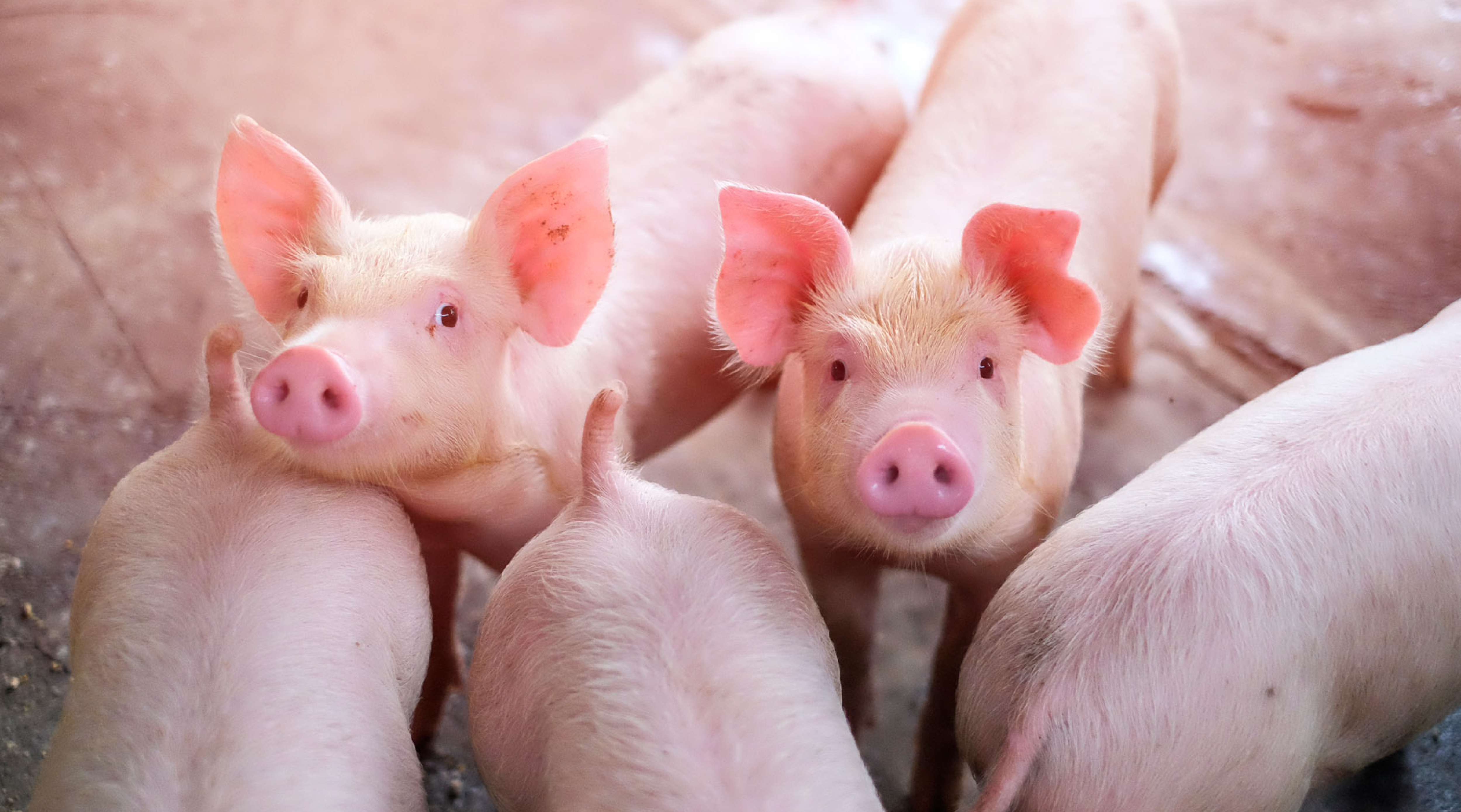 Enfermedades comunes en la producción porcina