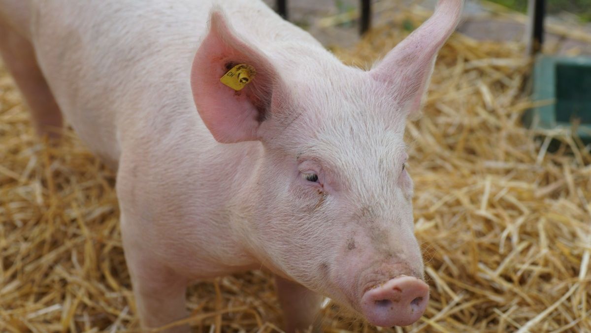 Comercio mundial del cerdo se dificultaría aún más a causa del COVID-19