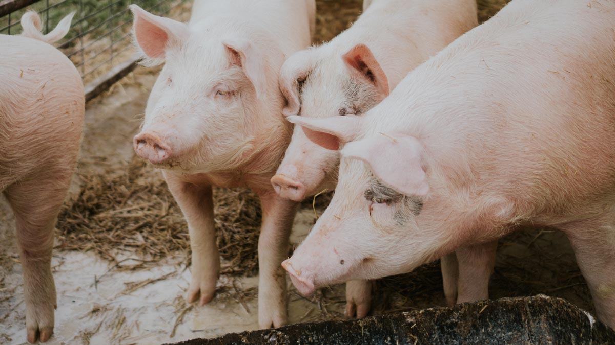 INEI presenta cifras actualizadas sobre nuestro sector porcino