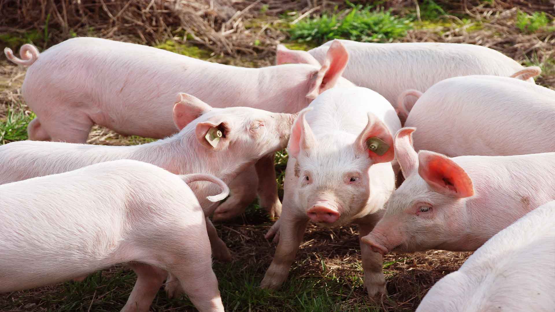 Peste Porcina Africana registra rebrote en China