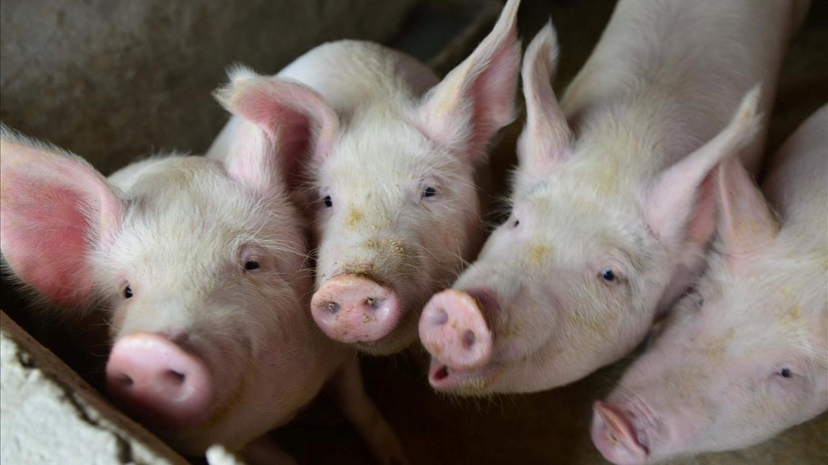 China: precio de la carne de cerdo baja ligeramente