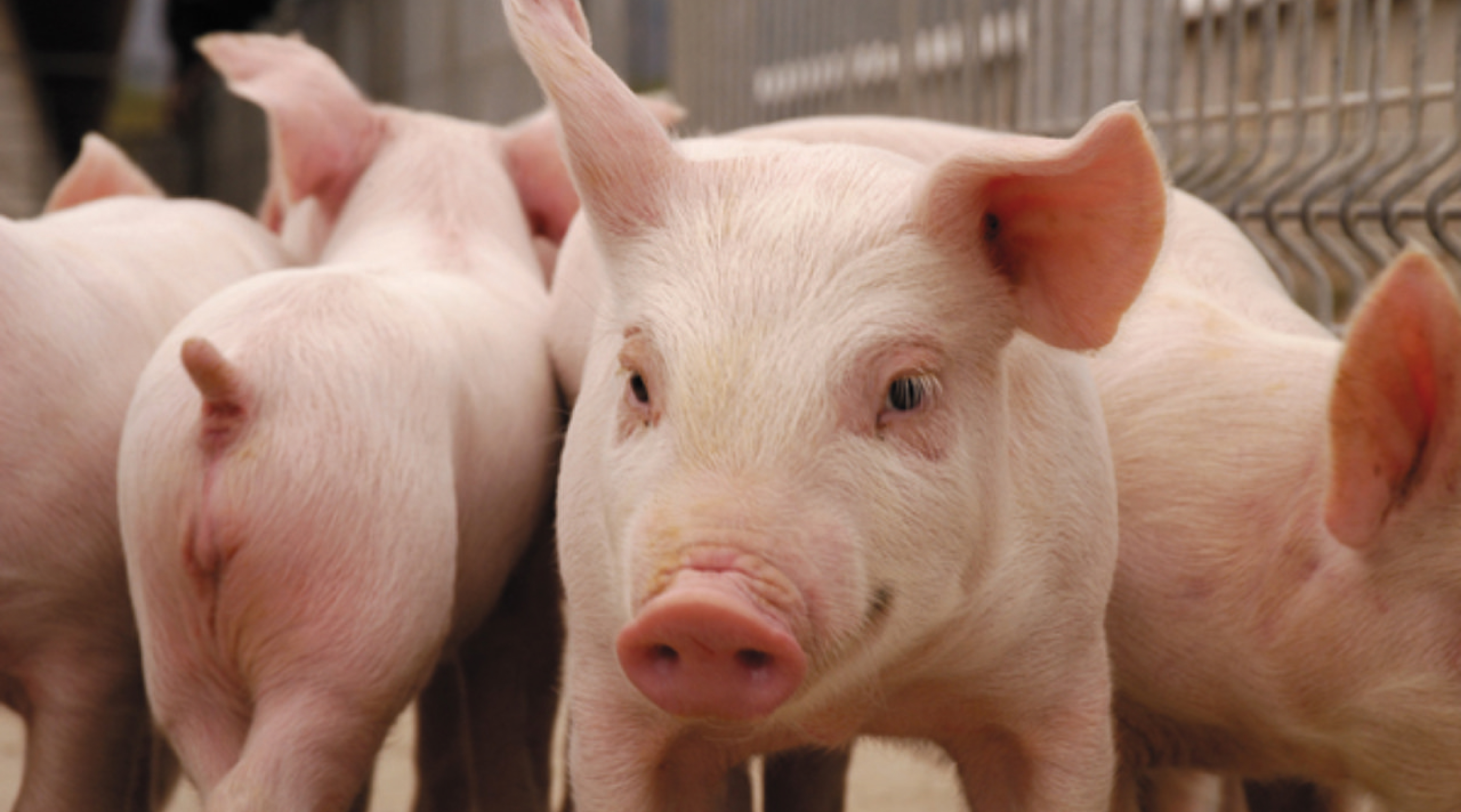 Estados Unidos: carne en almacenes frigoríficos alcanza niveles históricos
