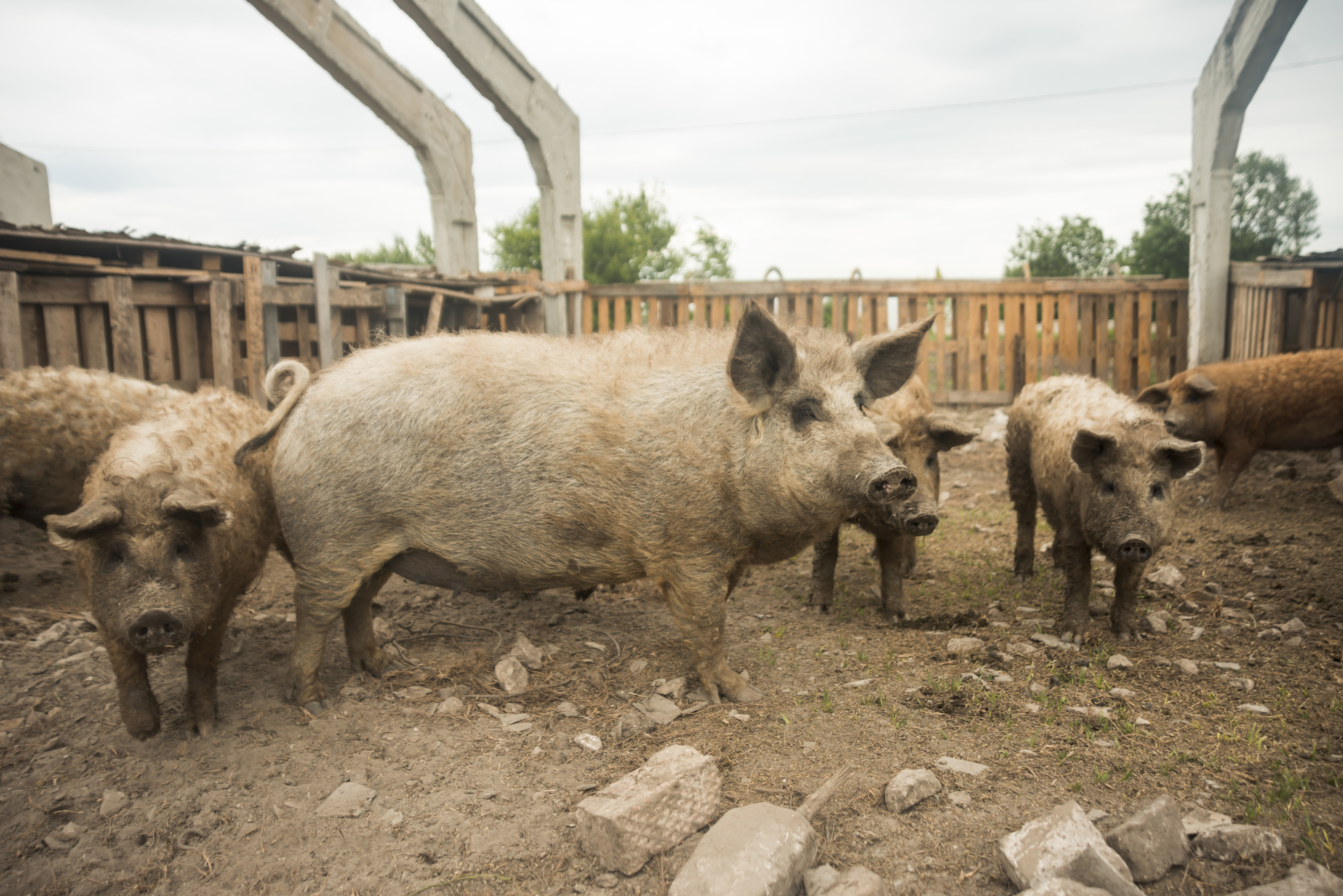 Producción de cerdo crece en España