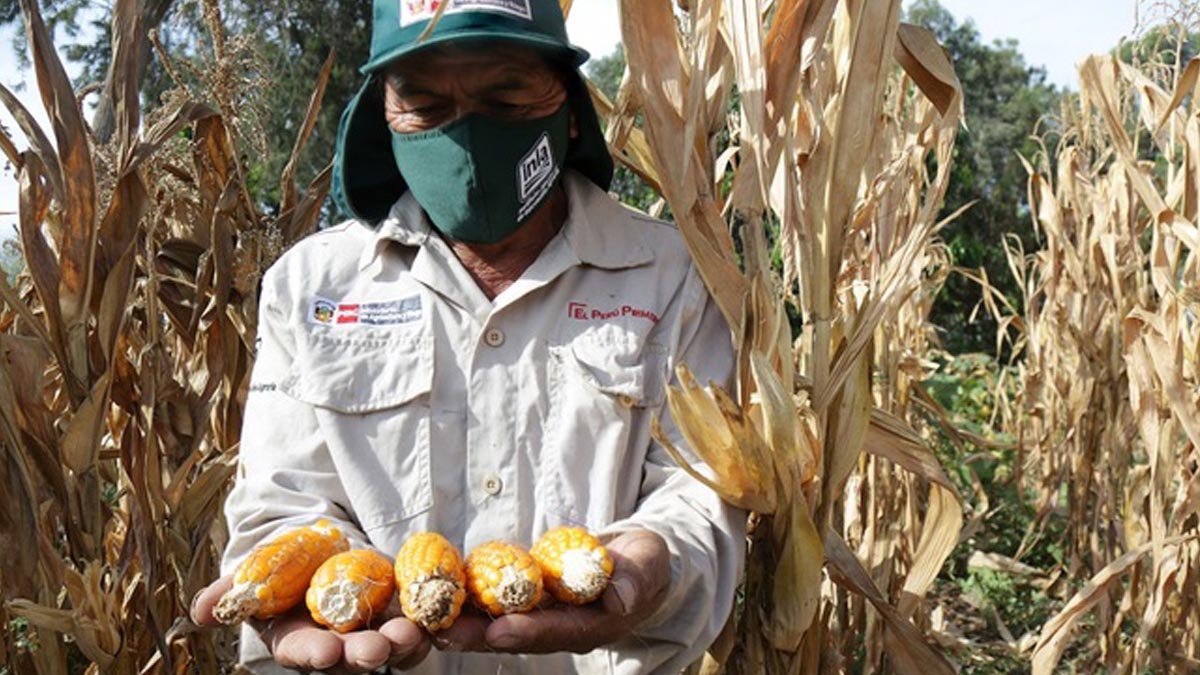 INIA desarrolla nueva variedad de maíz que beneficiará a la porcicultura