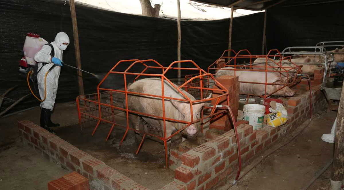 Minagri prohíbe importación de carne de cerdo de países afectados por PPA