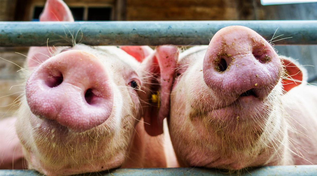 Costos del cerdo suben hasta un 77% en China