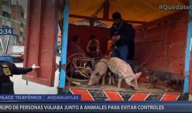 COVID-19: Policía interviene camión con personas, cerdos y perros en Andahuaylas