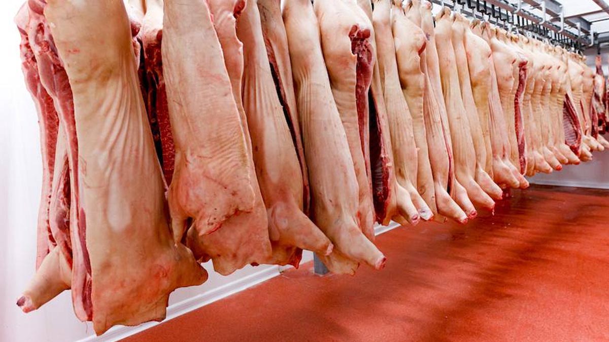 Rabobank prevé que el comercio global porcino será dinámico en los próximos meses