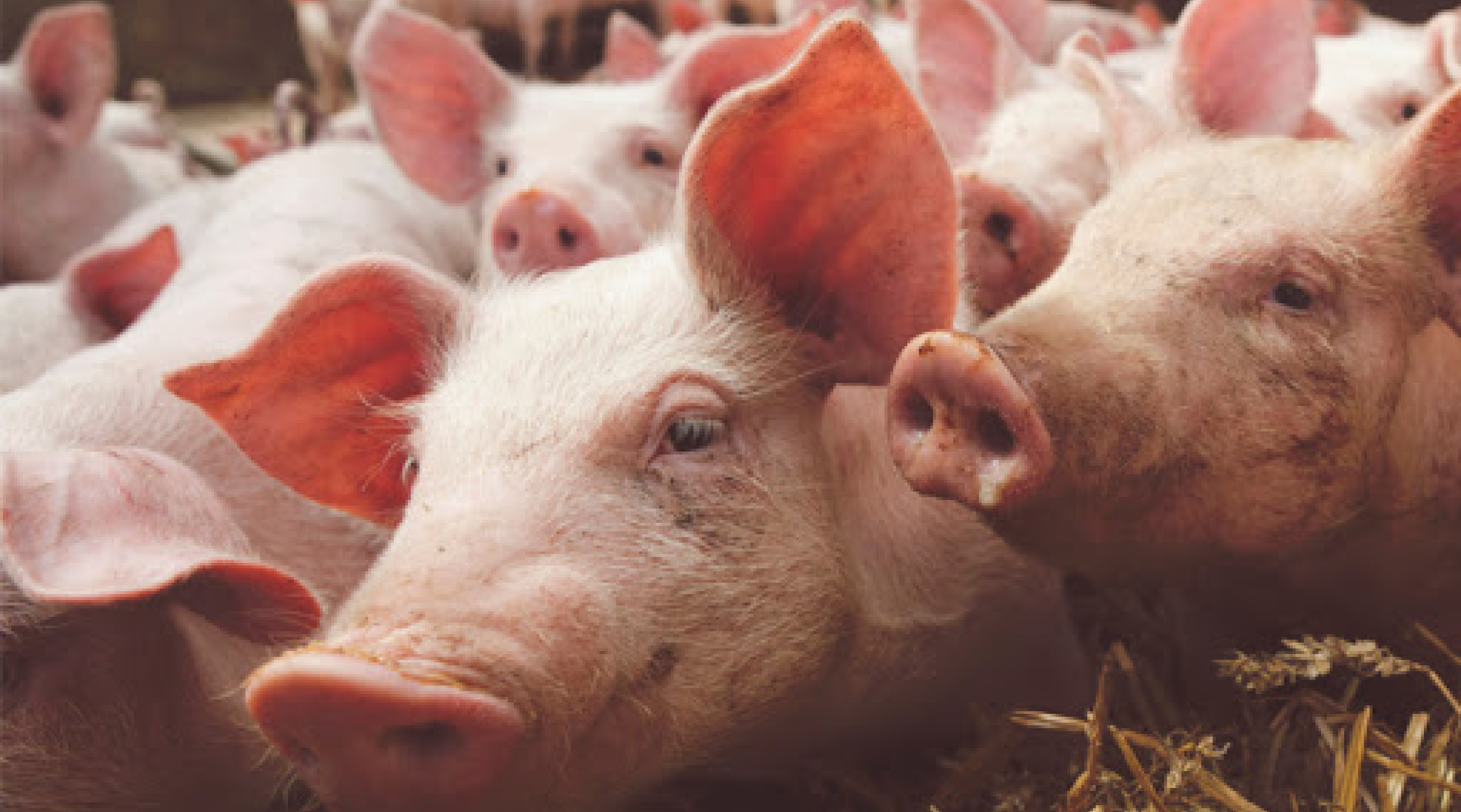 Covid-19: continua la importación de cerdos en España