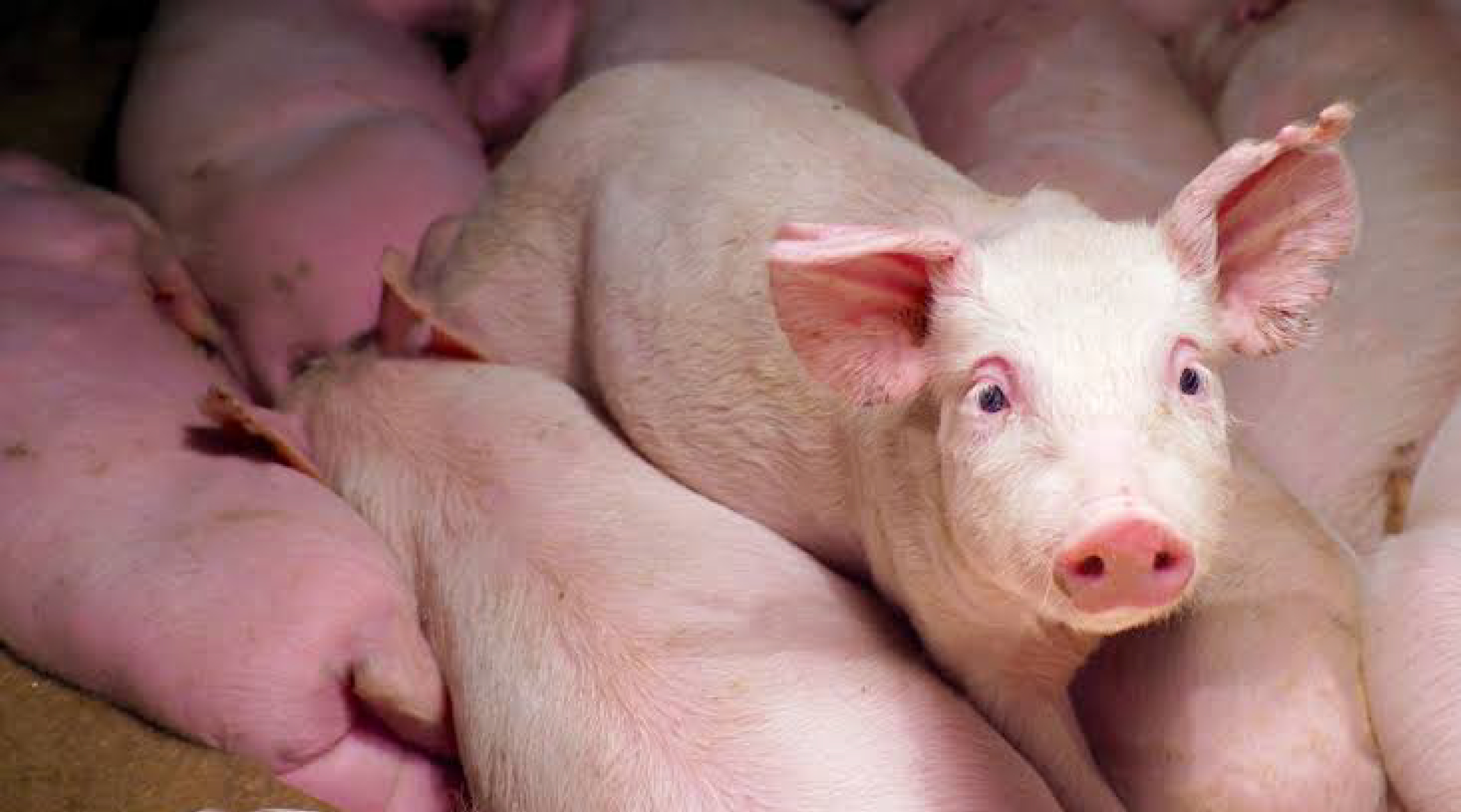 China importó un 150% más de carne de cerdo