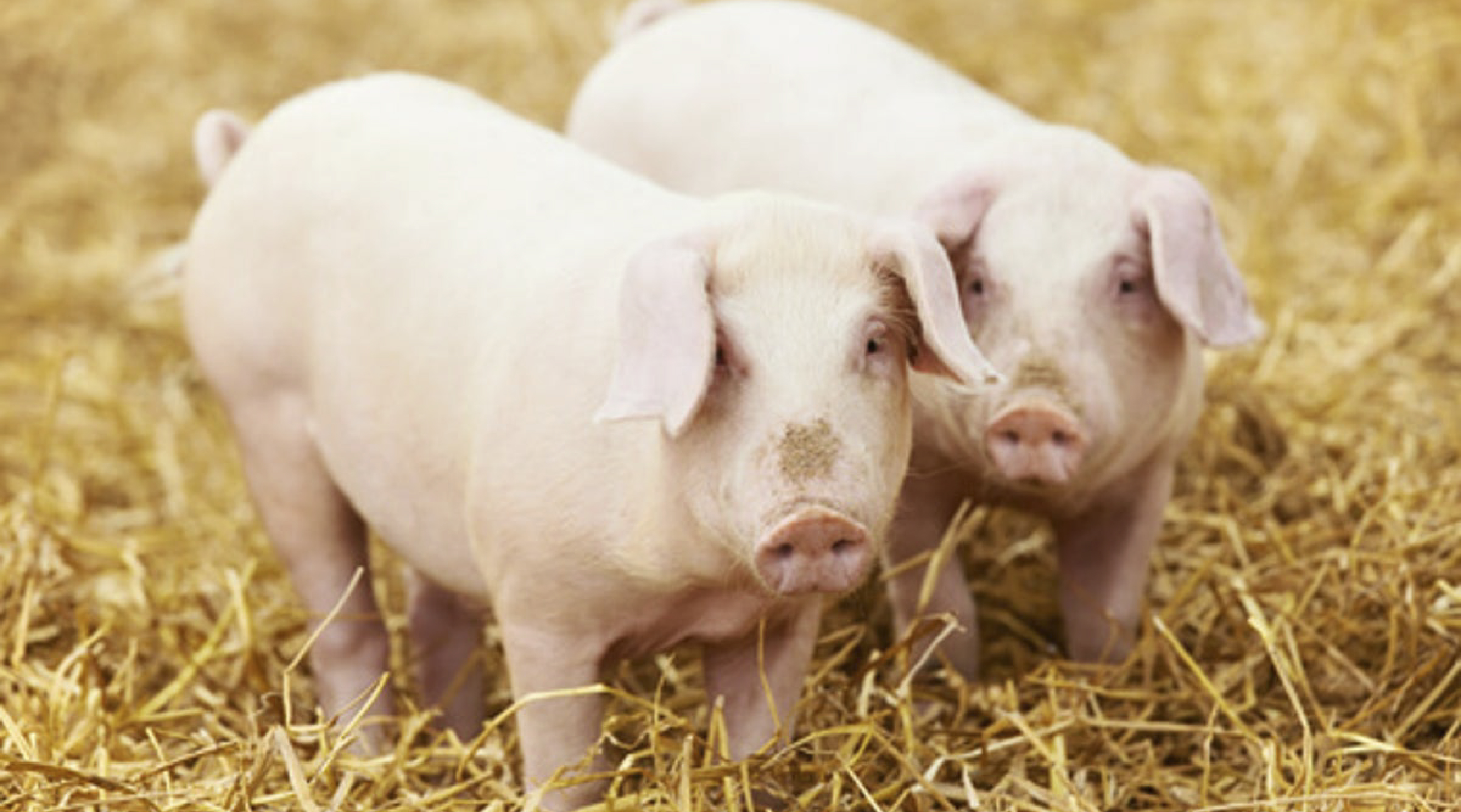 China: destinan 20.000 toneladas de carne a áreas afectadas por Covid-19