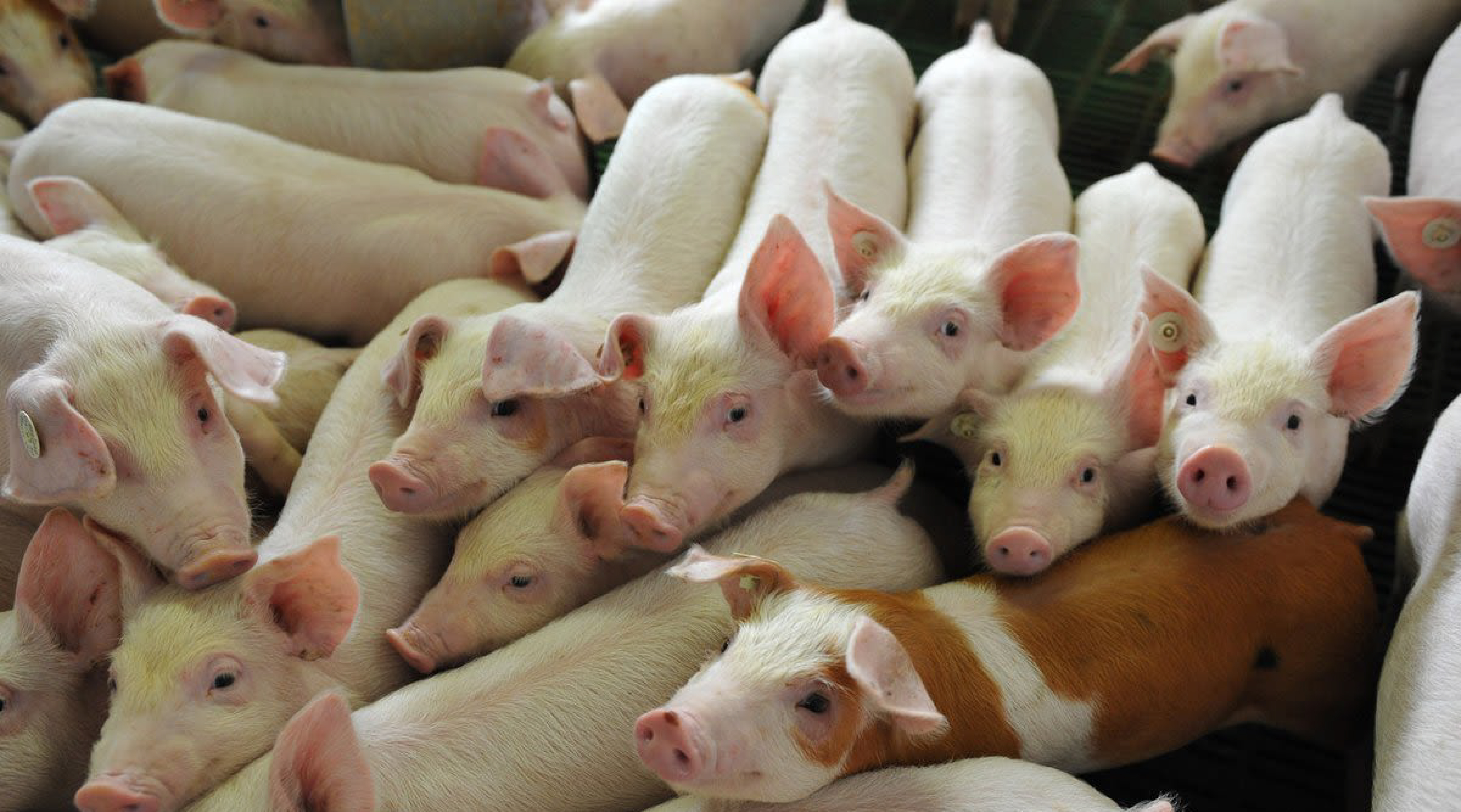 España: nuevos establecimientos porcinos están listos para exportar a China
