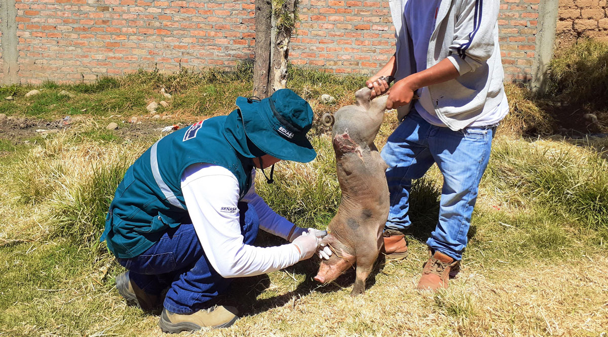 Senasa vacunó miles de cerdos en La Libertad