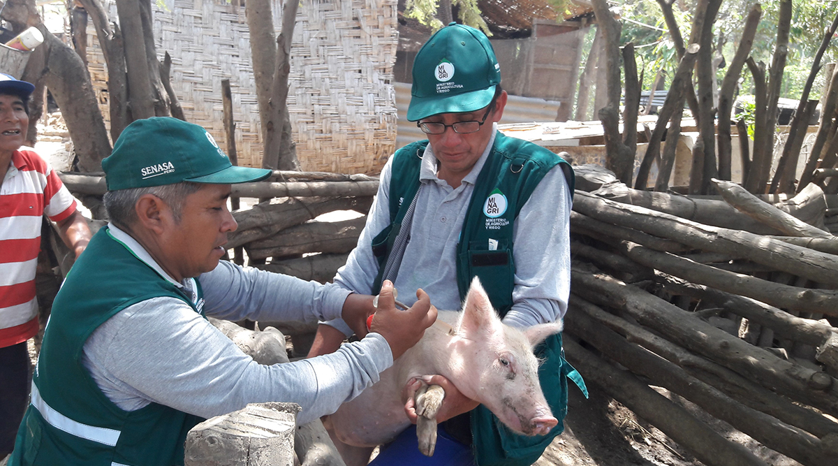 Vacunación contra PPC beneficia más de 7 mil productores en Ayacucho