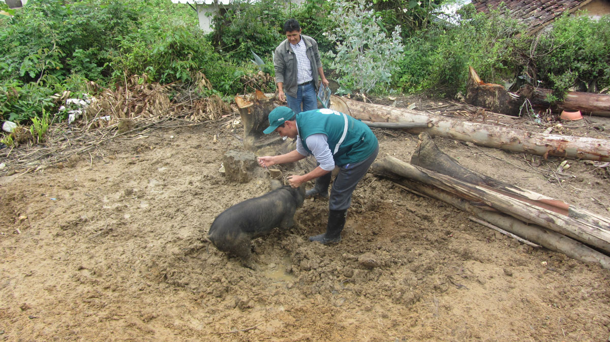 Minagri trabaja para erradicar PPC en Tumbes