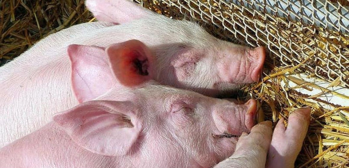 Bienestar animal, clave para una eficiente y sustentable producción porcina