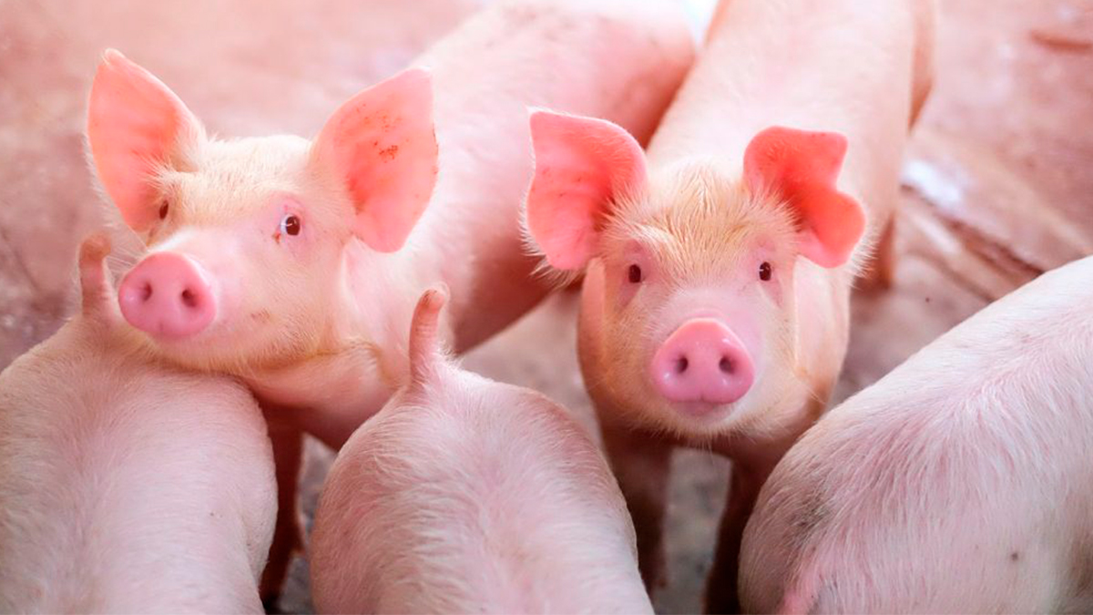China insta a su industria porcina garantizar un suministro interno constante