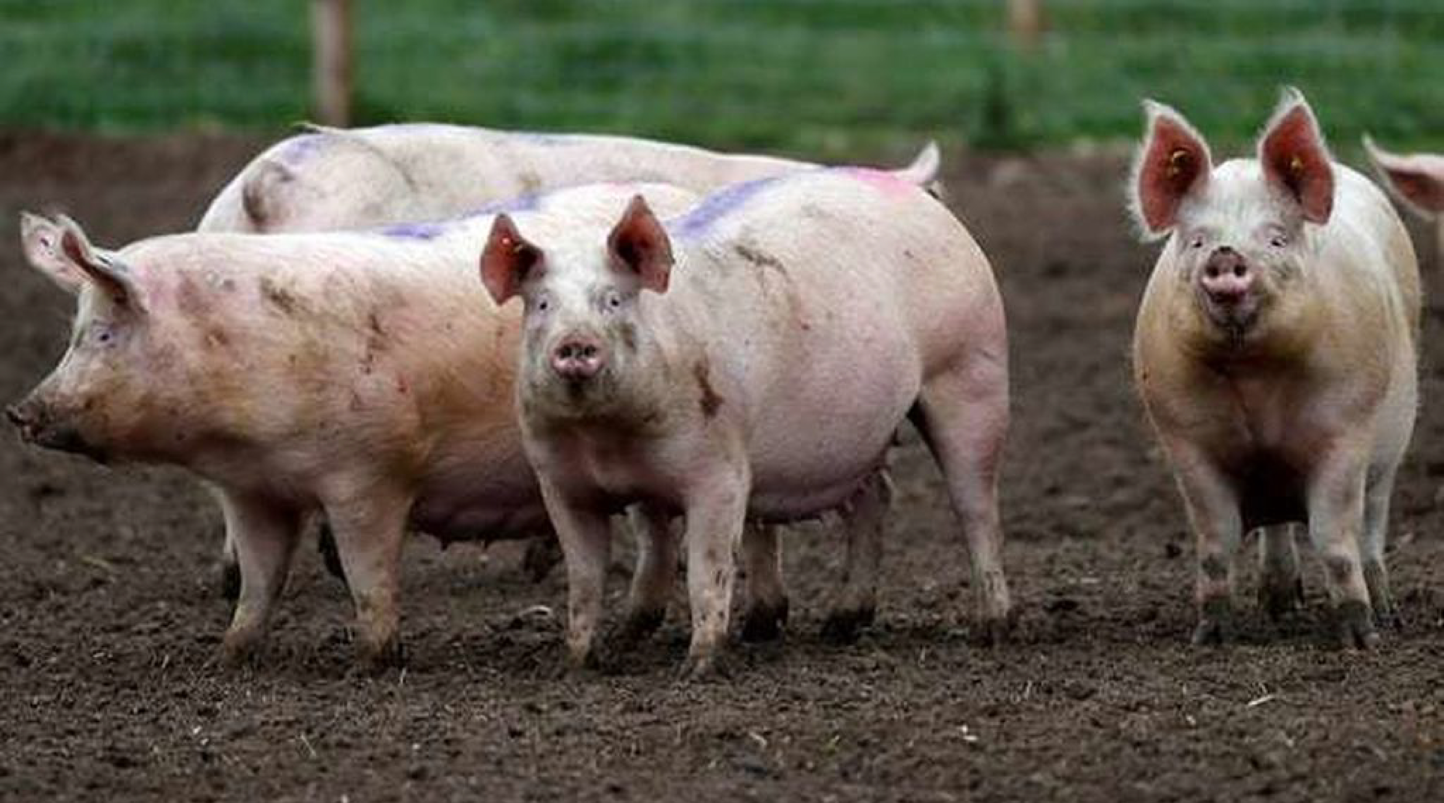 Australia redobla vigilancia por propagación del PPA