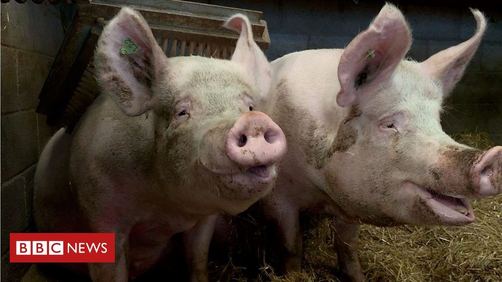 Científicos en Reino Unido desarrollan tecnología que permite conocer el estado de ánimo de los cerdos