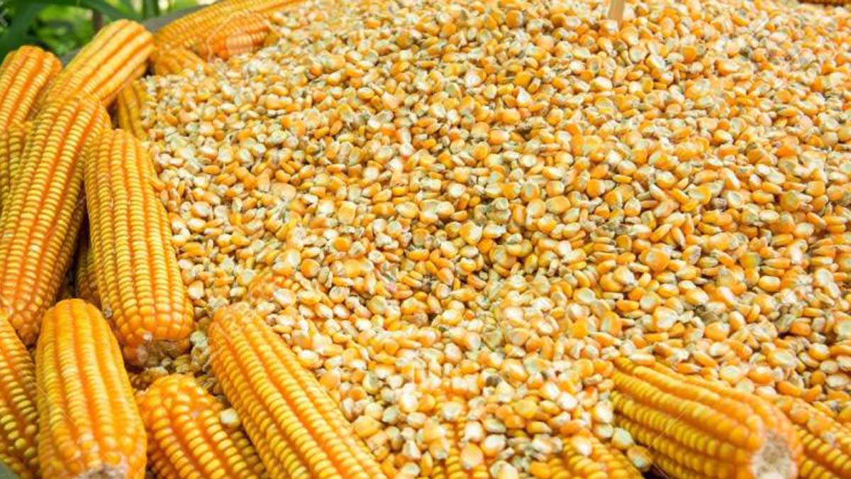 China abre importaciones de maíz brasileño para cubrir envíos de Ucrania