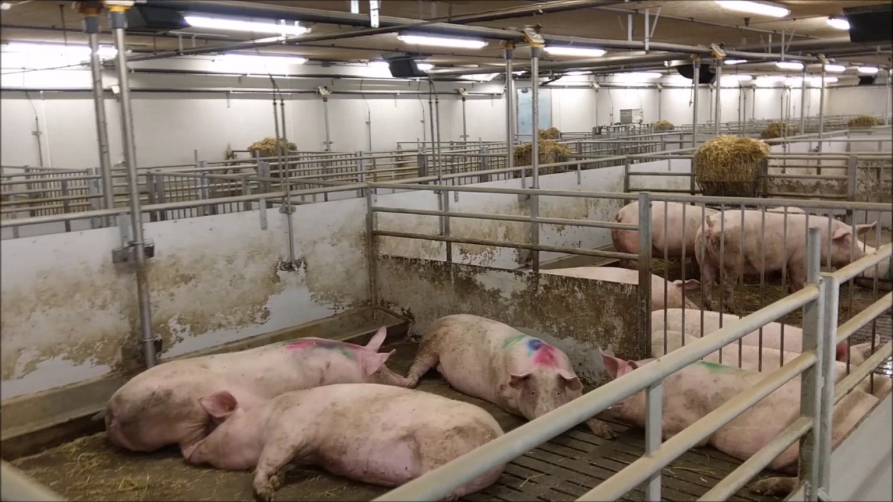Aditivos nutricionales podrían controlar propagación de PPA