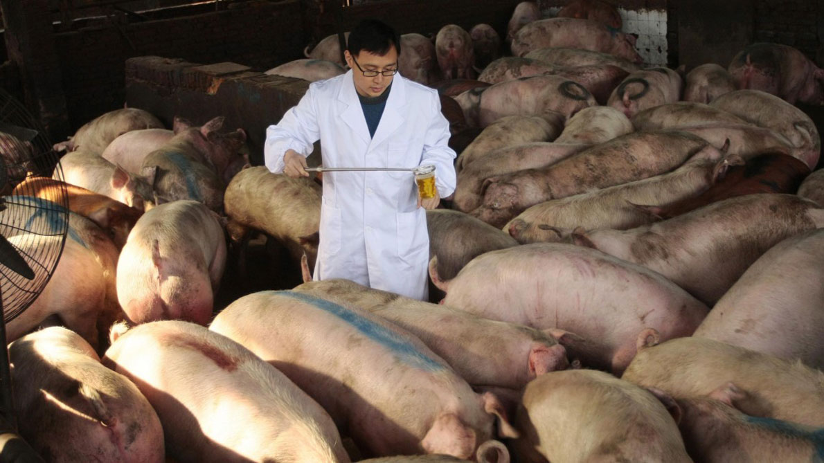 China toma duras medidas ante vacunas ilegales para PPA