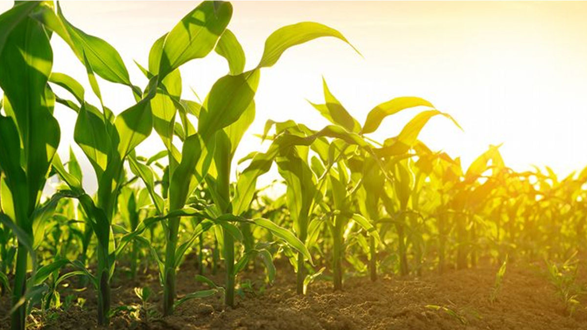 Alltech comparte su reporte trimestral (octubre – diciembre 2022), sobre Manejo de Micotoxinas