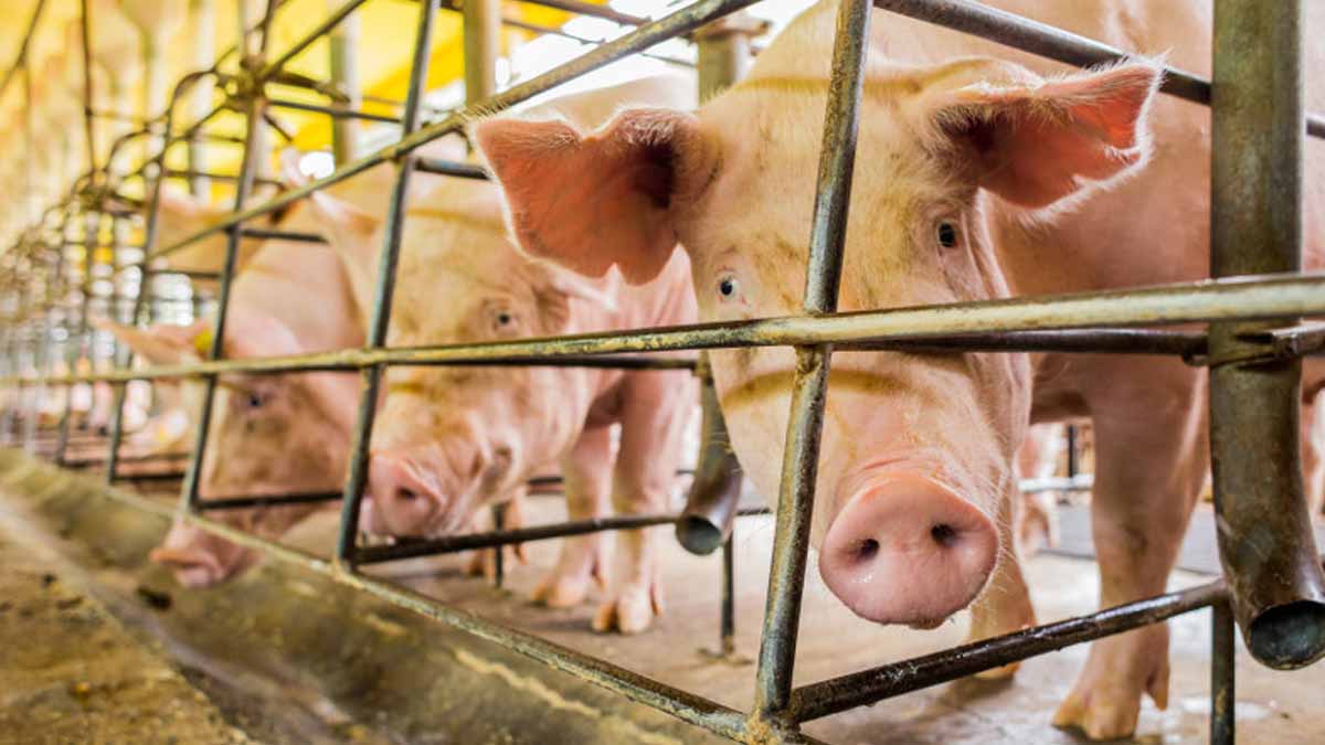 USDA: porcicultura mundial crecerá más de 2% este año para superar las 110 millones de T.