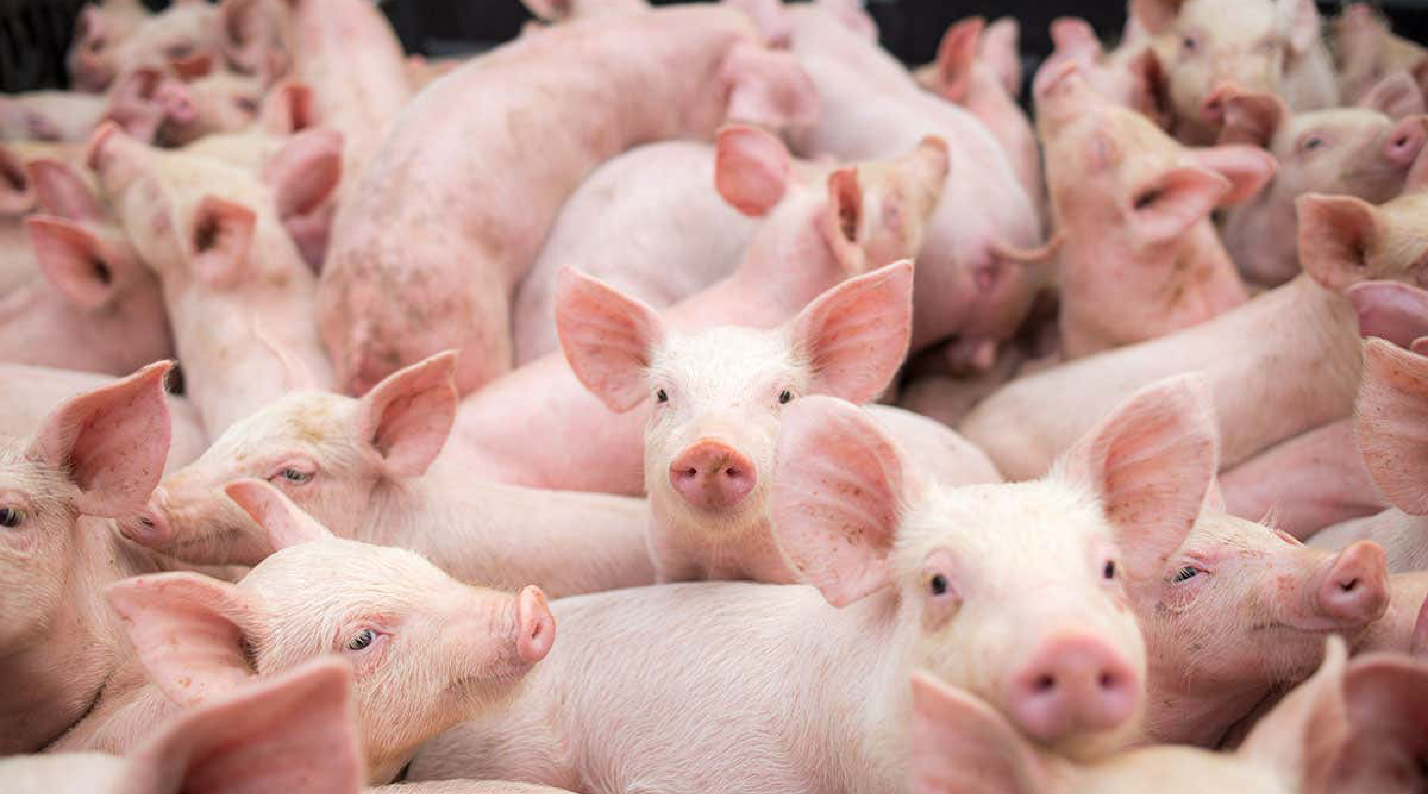 España: producción cárnica creció un 3,1% en el 2019