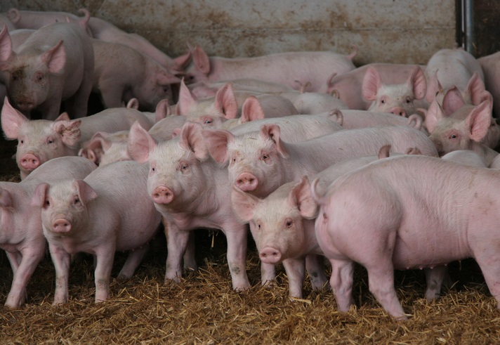 Precio del cerdo vivo sigue en aumento en la UE