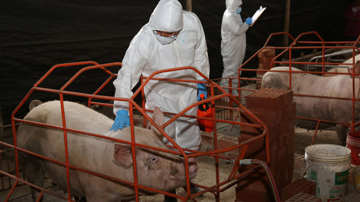 En Francia logran inactivar el virus de la PPA en su cepa Georgia 2007/1