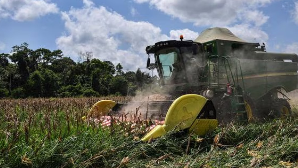 Brasil solo exportó 70,000 Tn de maíz a China en febrero