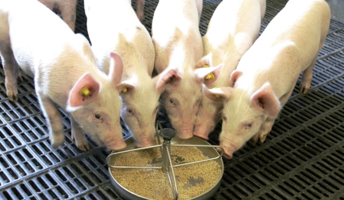 Efecto de las micotoxinas en la producción porcina  (Parte I)