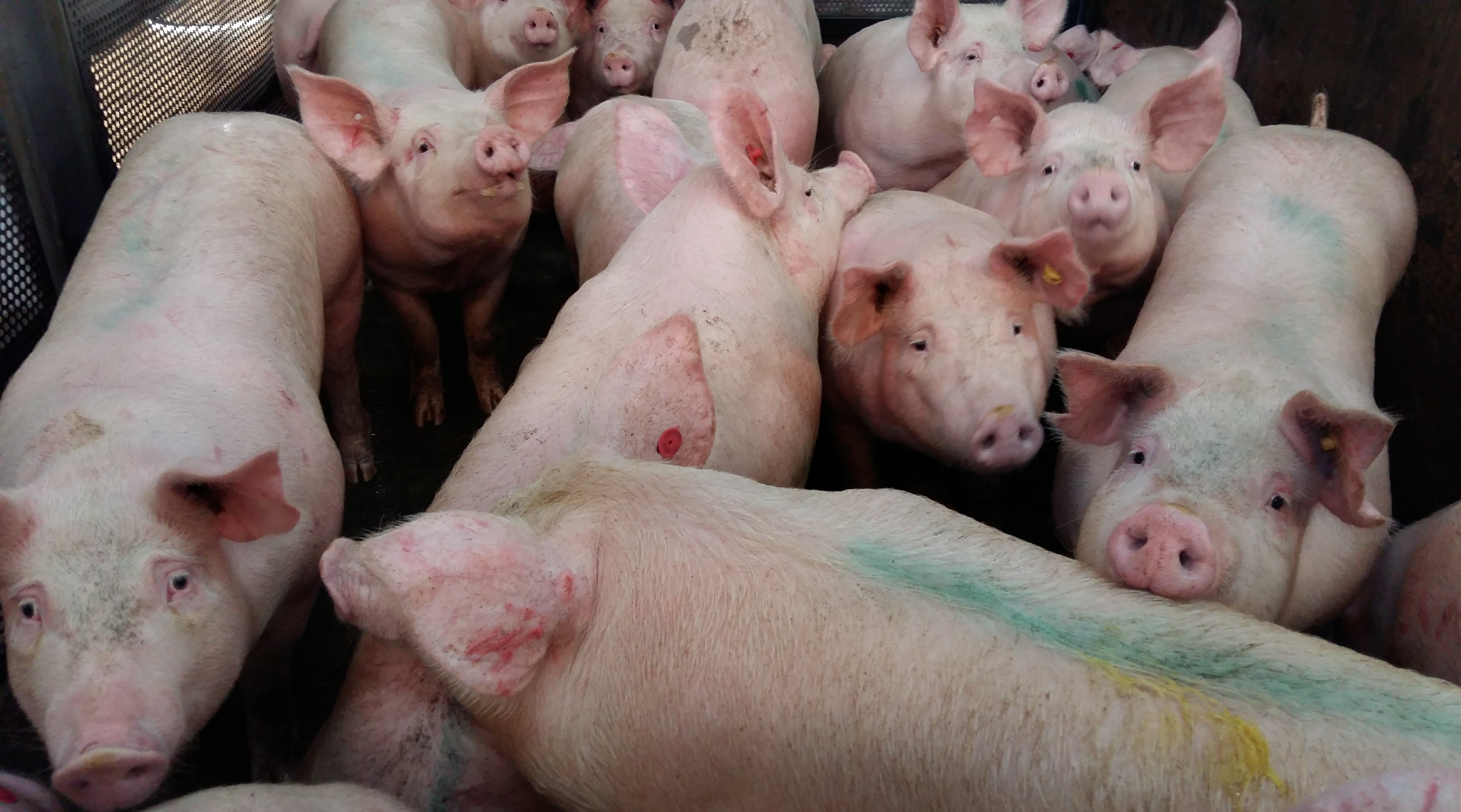 Realizan verificación de condiciones sanitarias a mataderos que abastecen a mercados de Lima