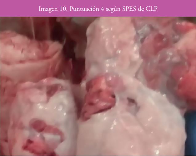 Imagen 10
