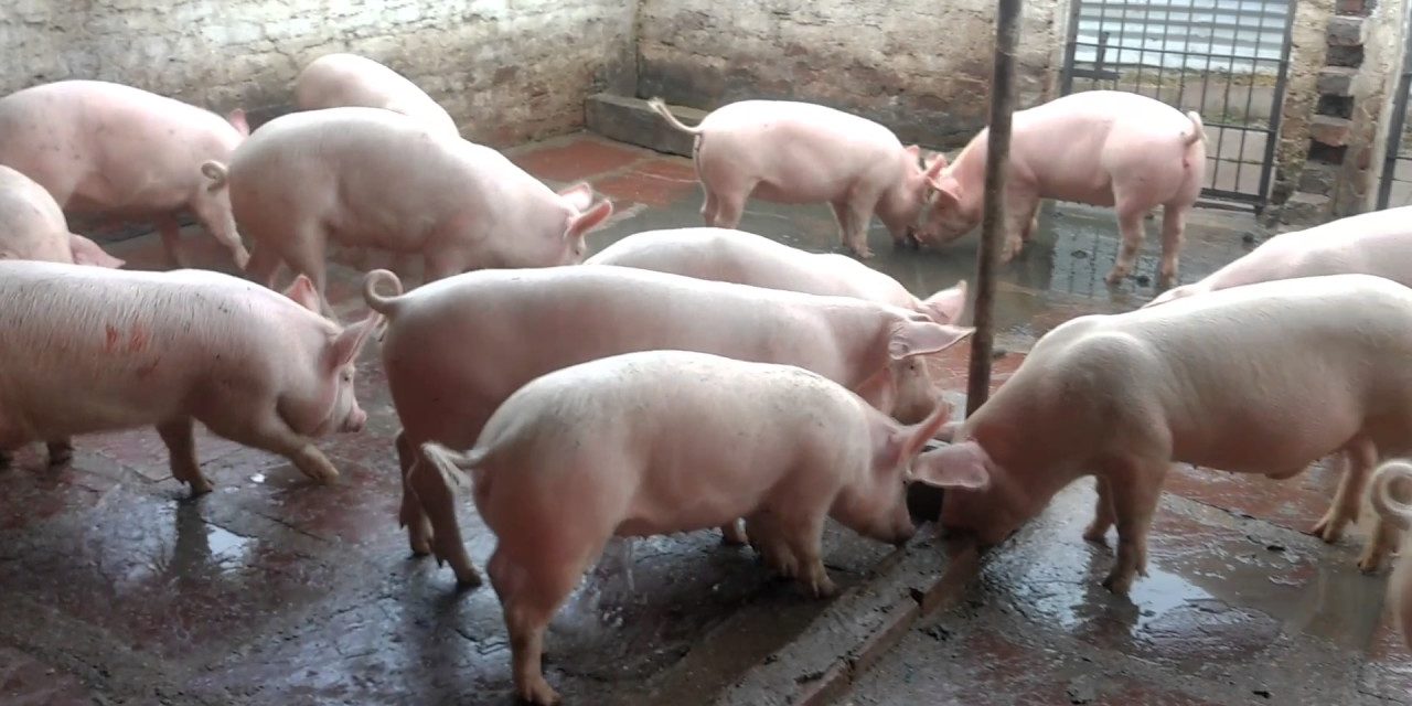 Pig-Farming-Business-Plan-1280x640
