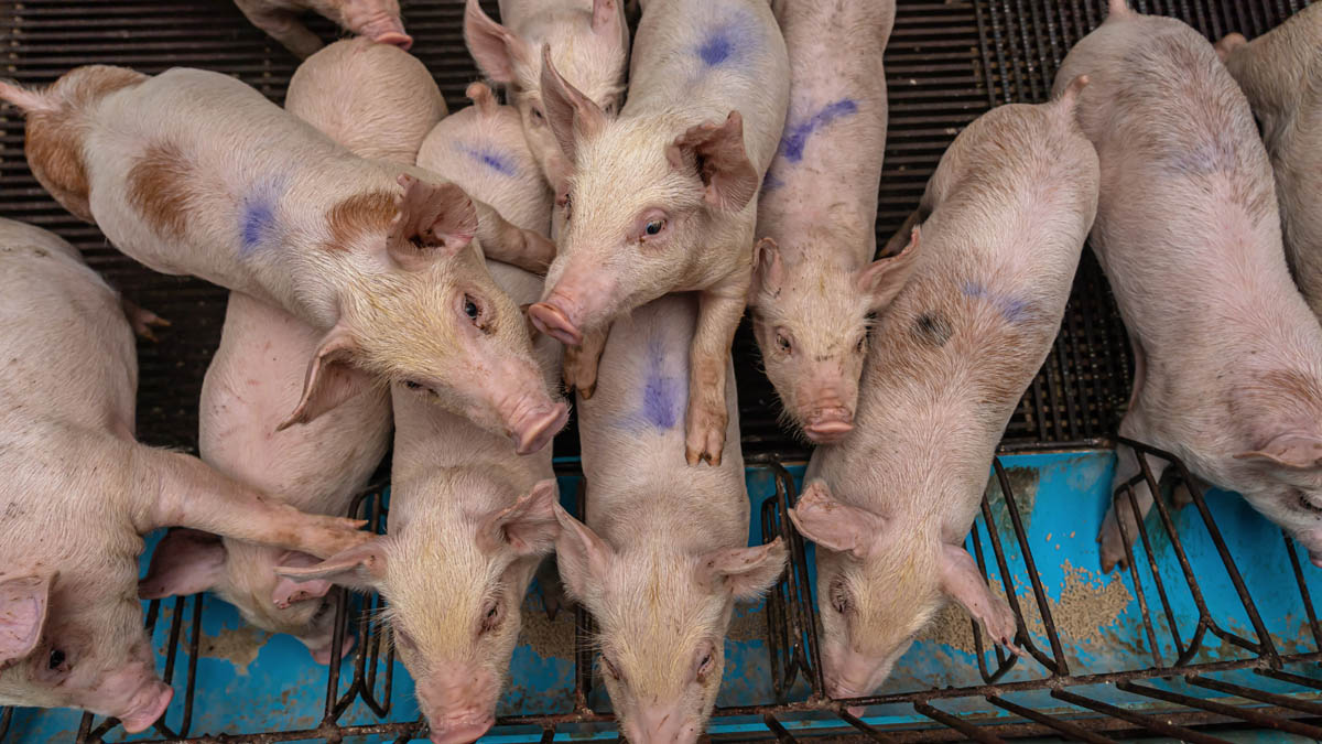 Este año la producción de cerdo en el mundo llegará a 110.7 mt.