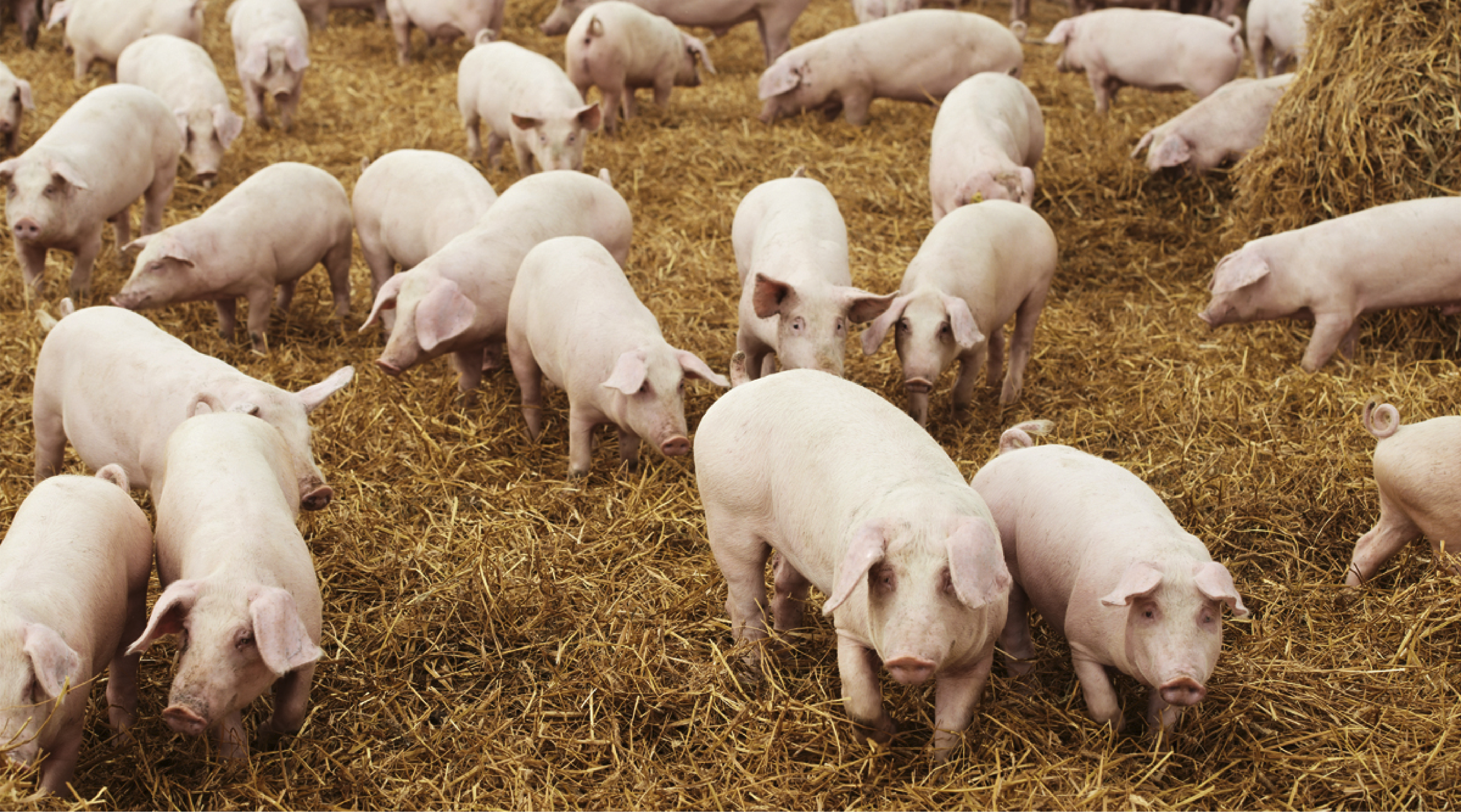Alemania: producción y consumo de cerdo cayeron en el 2019