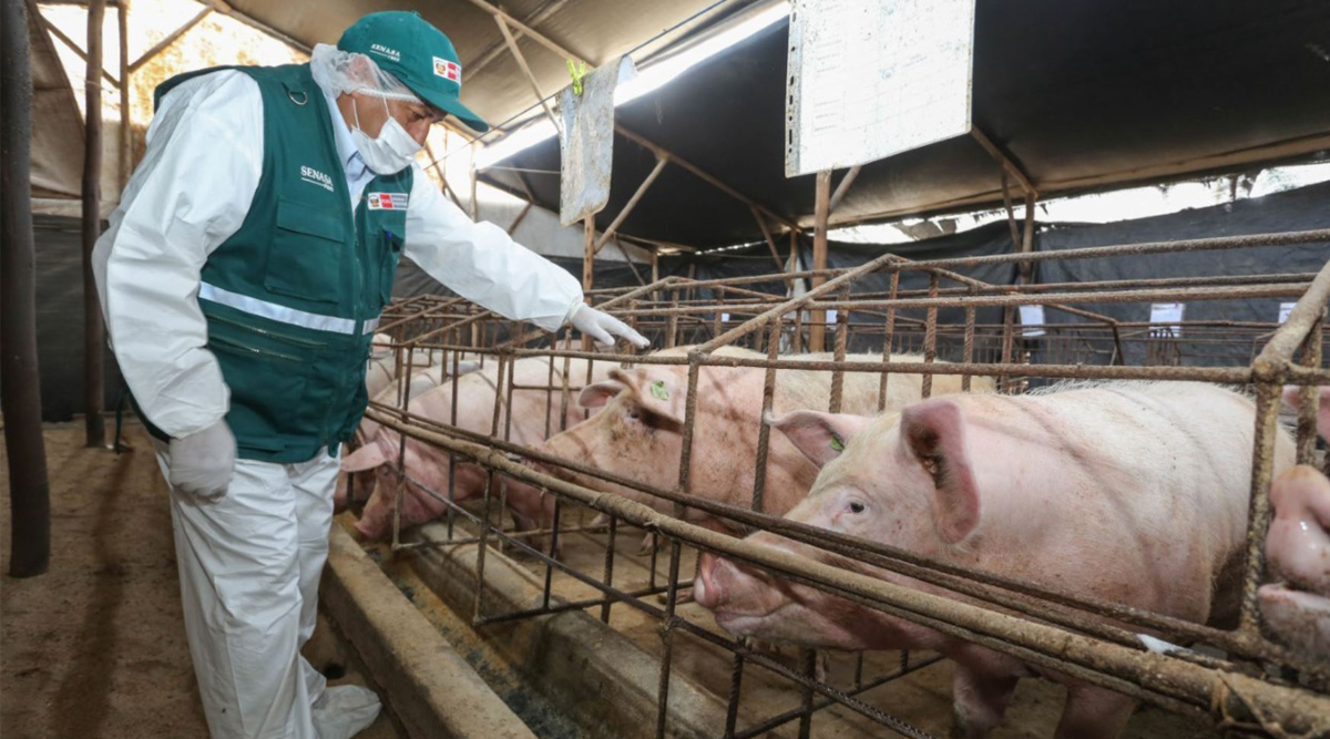 Virus detectado en cerdos en China no pone en riesgo producción porcina del Perú