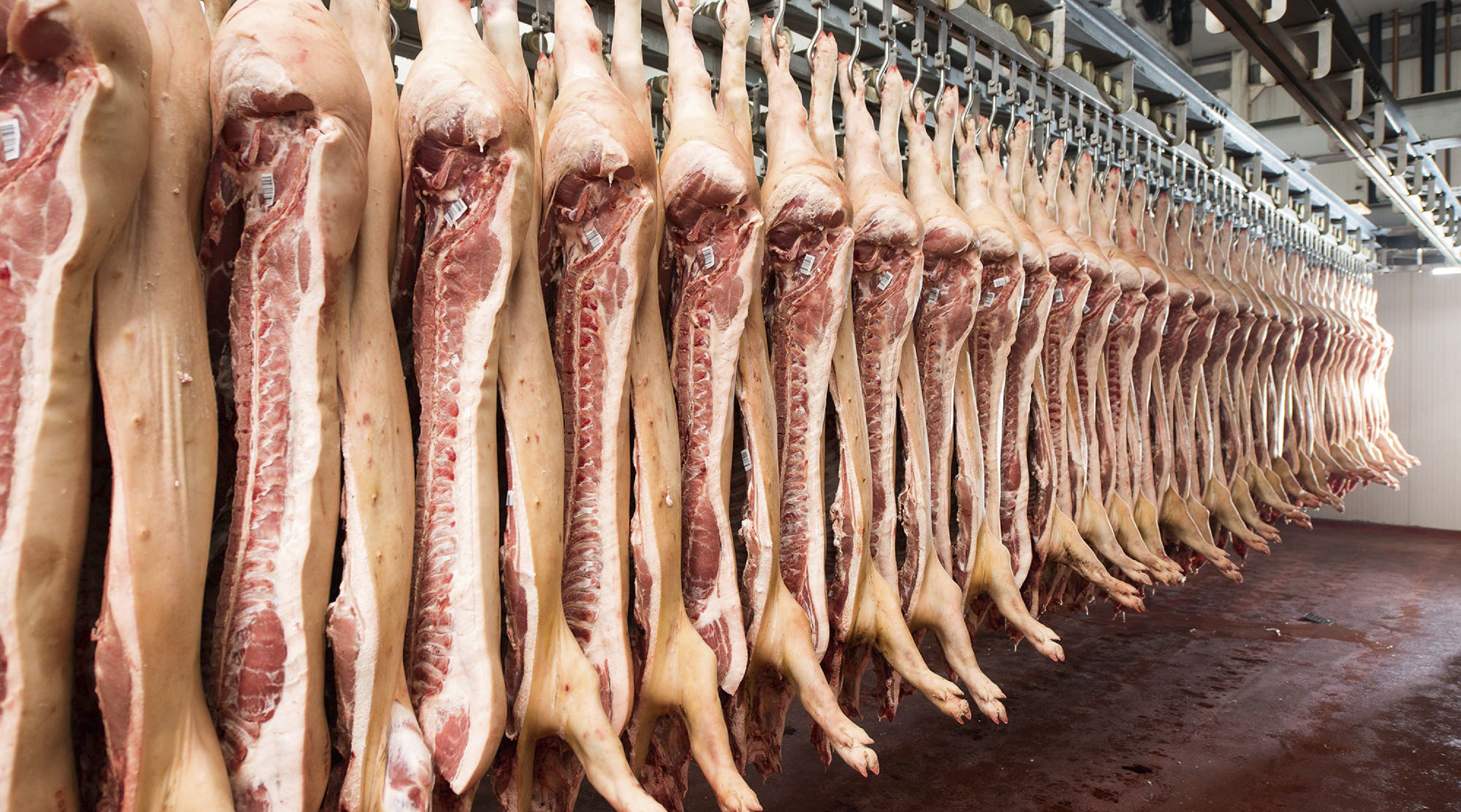 Vietnam: después de un año el sector porcino se recupera en un 70% de la PPA