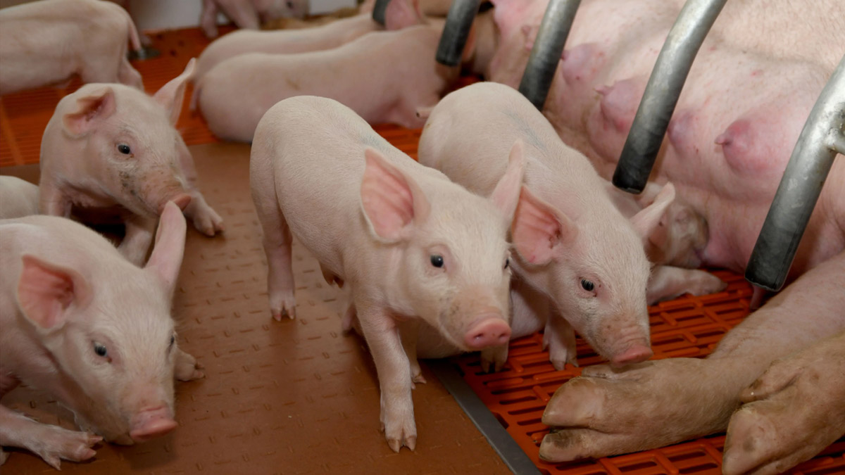¿Cómo reducir los costos en la producción de cerdos?