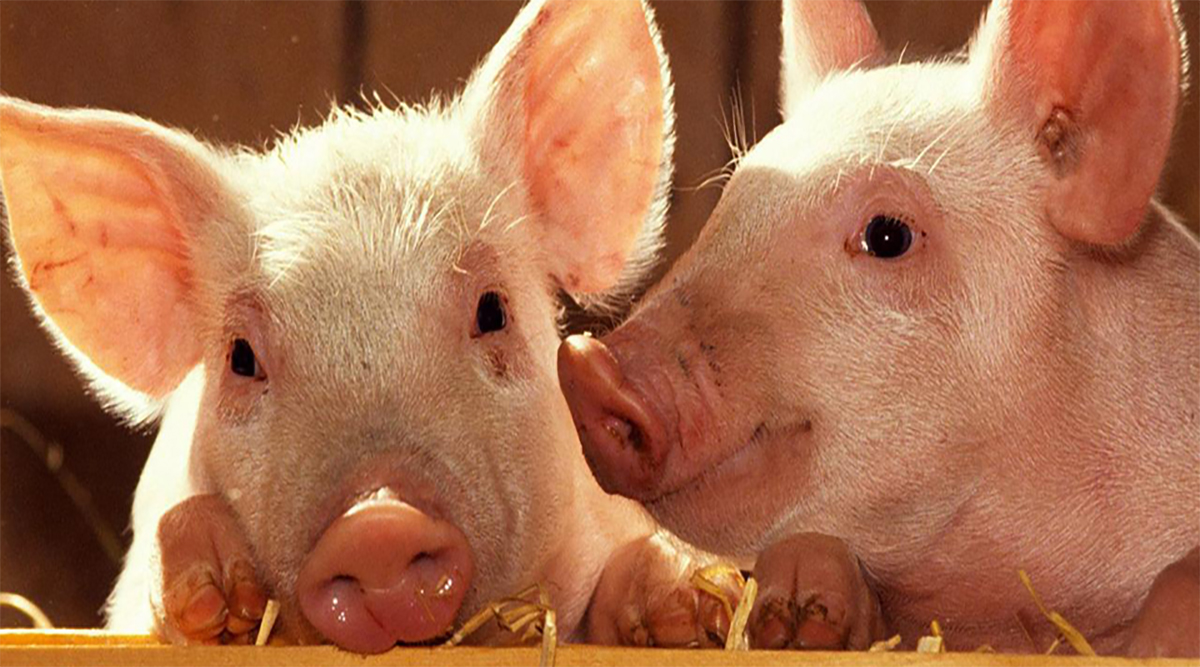 China promueve censos porcinos tras la PPA