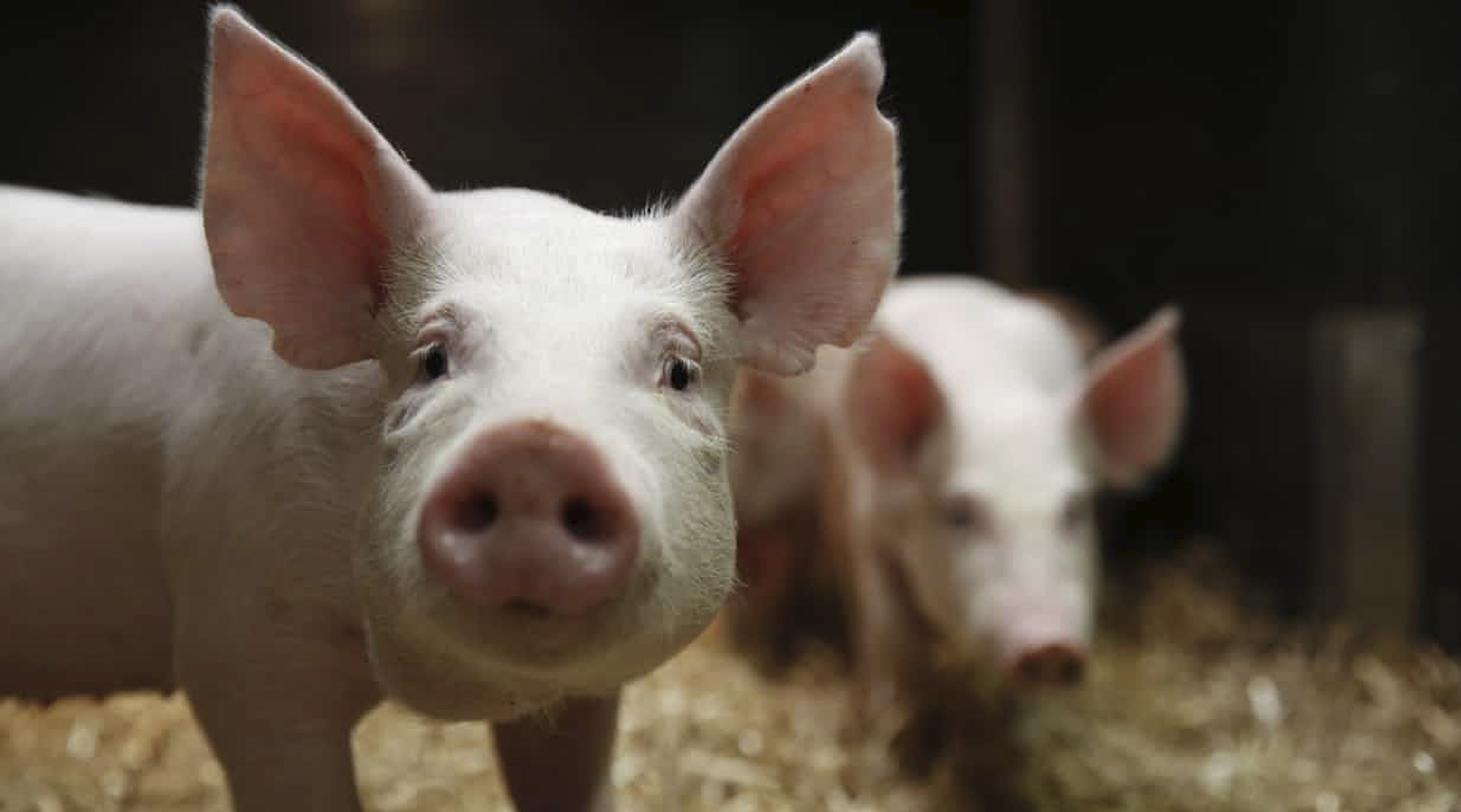 Imagen destacada_Mesa de trabajo 1 Vietnam: importación de cerdo crece por PPA coronavirus