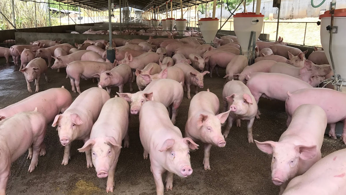 web porc Anticiclón del Pacífico Sur generará condiciones más frescas para la porcicultura en la costa
