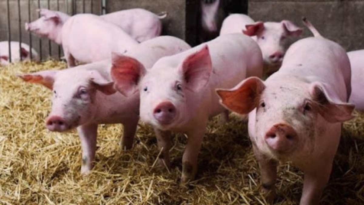 Brote de peste porcina africana amenaza la industria del cerdo en Alemania
