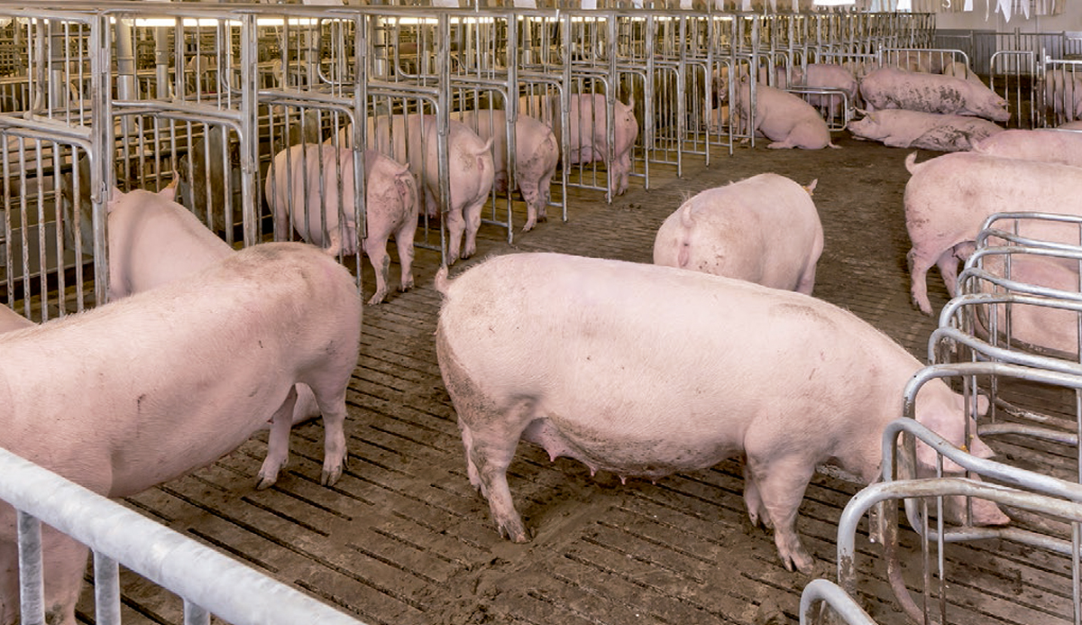 Aspectos clave en la alimentación de las cerdas hiperprolíficas