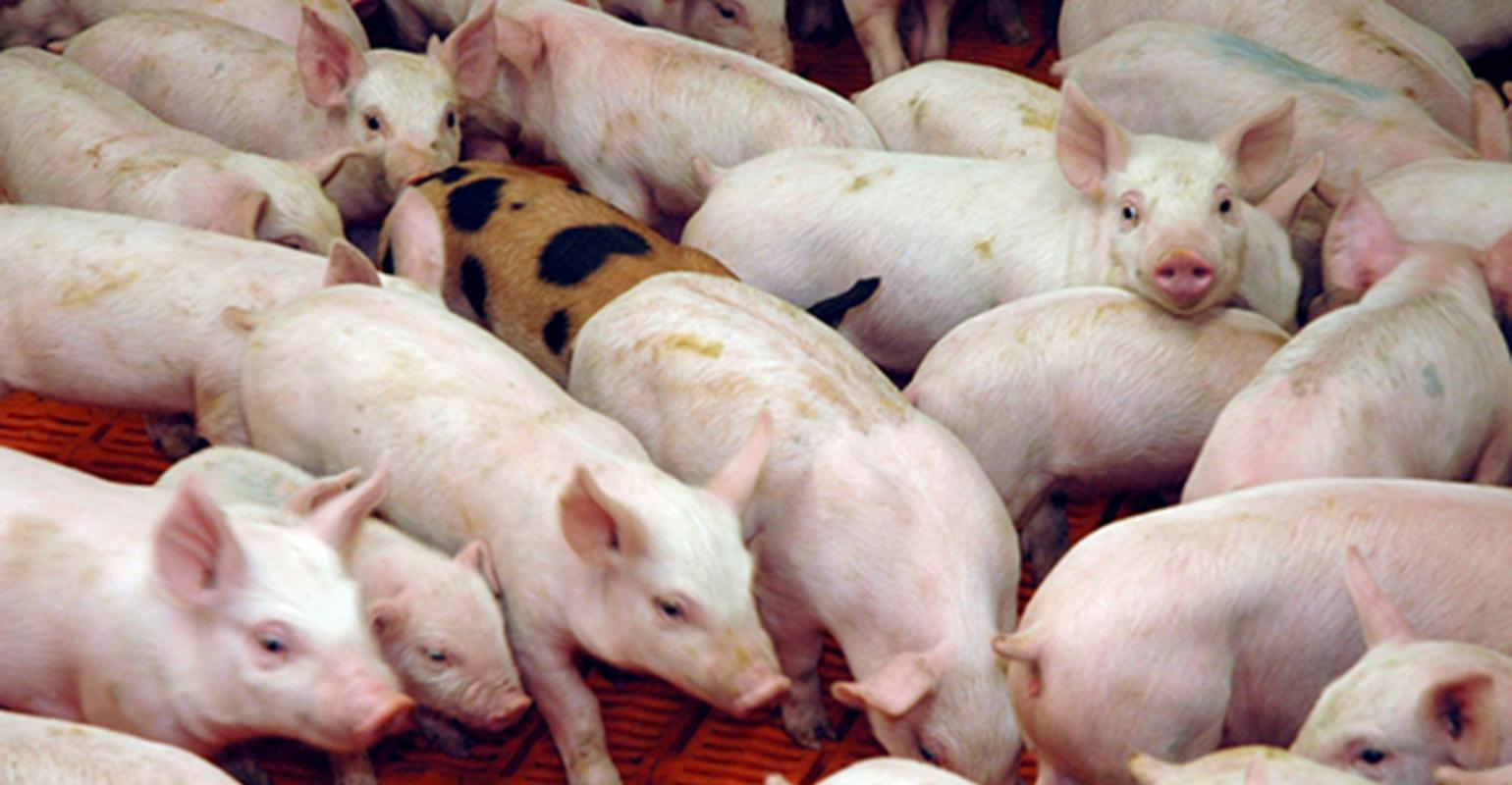 NHF-weaned-pigs2_0