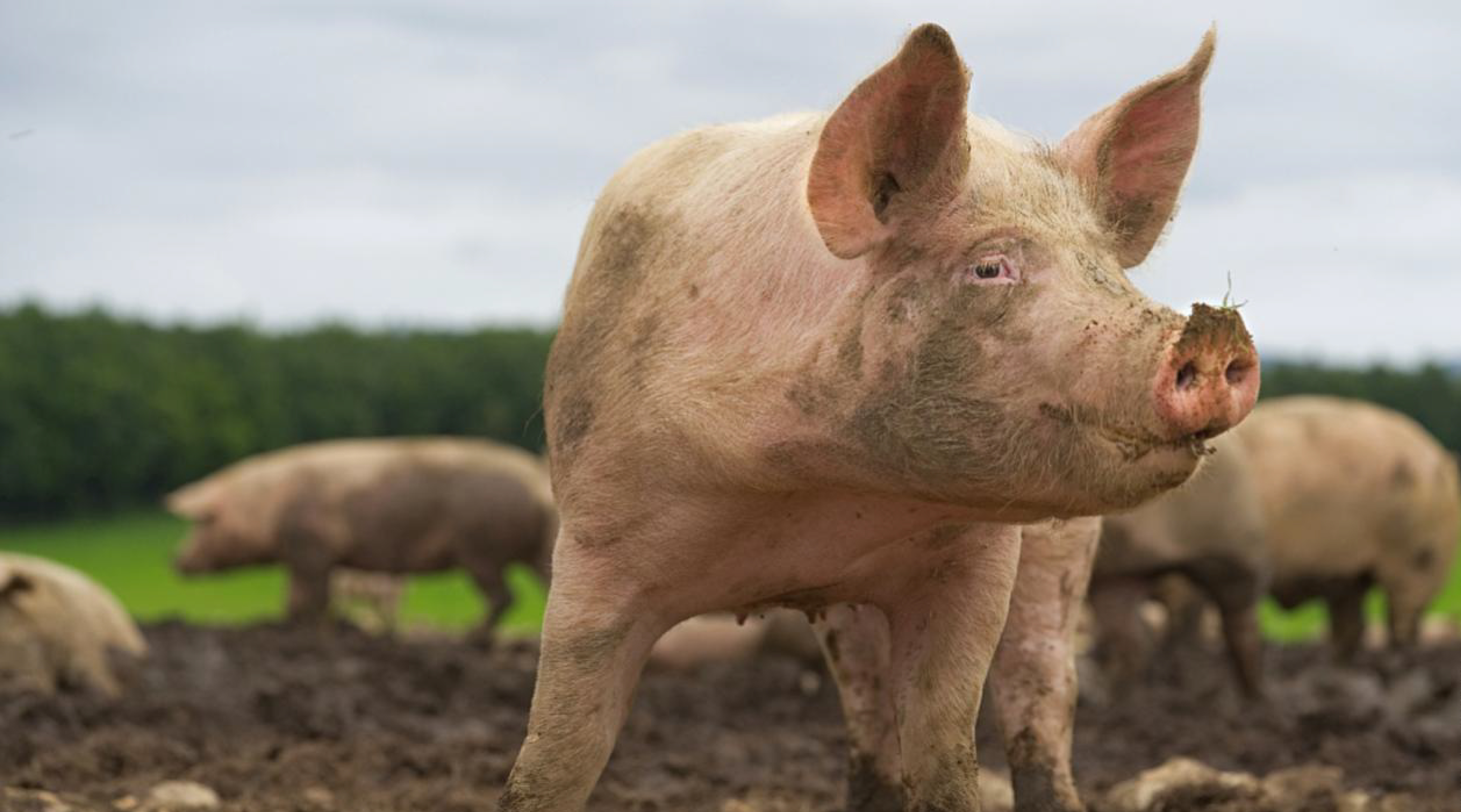 Alemania: consumo de carne de cerdo se reduce