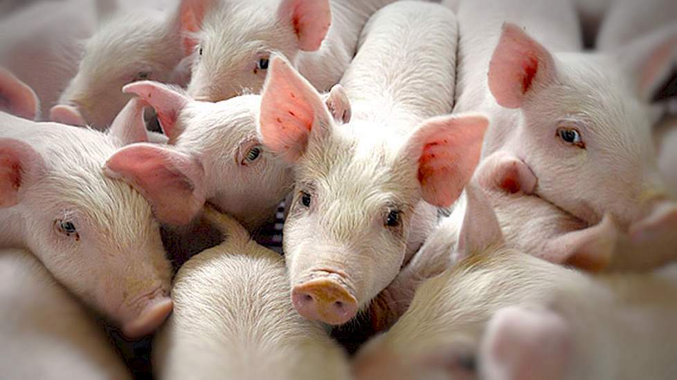 piglets-on-the-farm_-detail.-detail